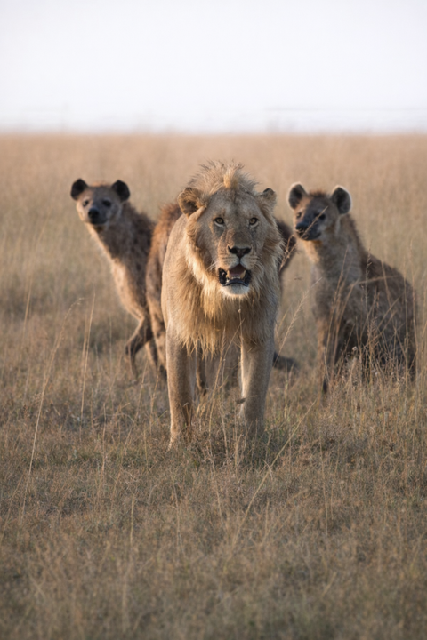 Scientists tracked lions and hyenas with GPS, and the results were not what they expected