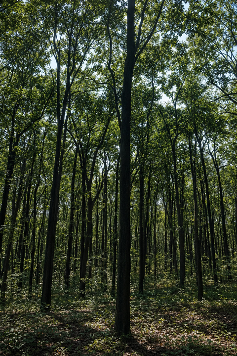 India loses 5.6 percentage points of green cover in 25 years, study finds