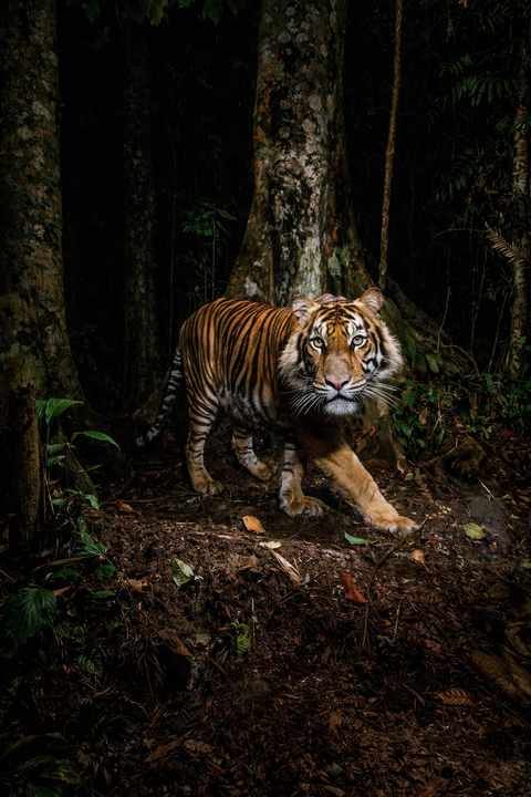 National Geographic photographer reveals secrets behind stunning big cat photos