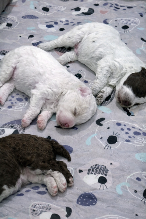 Why watching six puppies all day is becoming Finland’s favourite pastime