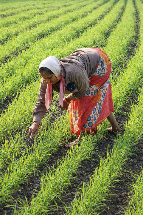 11 crore farmers get unique IDs before March 2027 deadline