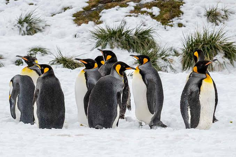 How penguin droppings turn Antarctica’s snow green