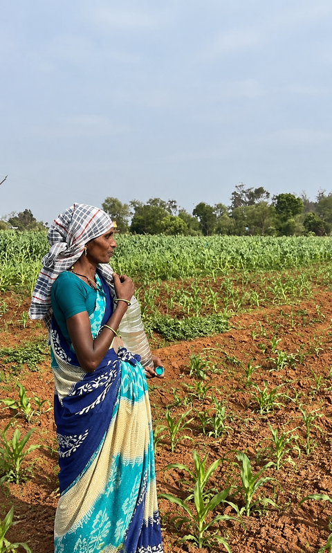 Maharashtra to survey crops damaged by scanty rains for possible farmer compensation