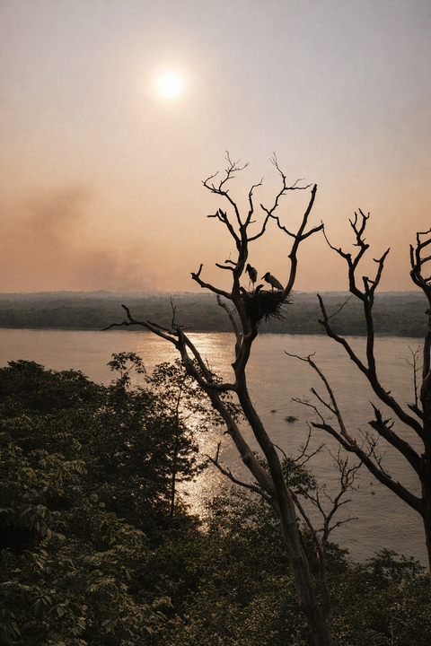 World Wide Fund for Naturereport reveals 73% decline in wildlife populations since 1970