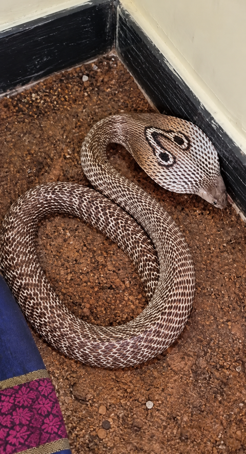 Bengaluru sees surge in snake sightings as temperatures rise after rains