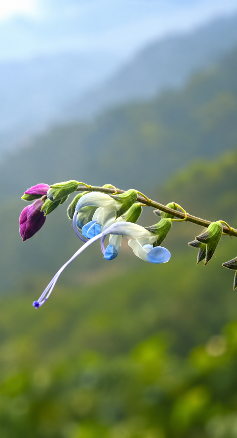Scientists discover rare Andean flower and name it after Lionel Messi