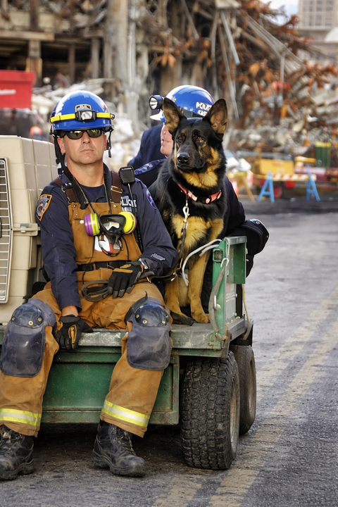 The German Shepherd who became a 9/11 rescue hero