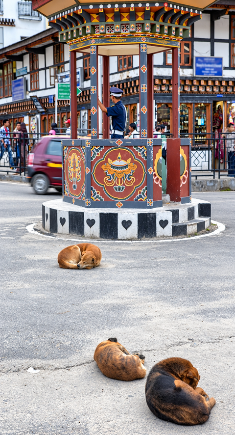 Bhutan becomes first WHO South-East Asian country to eliminate dog-transmitted rabies