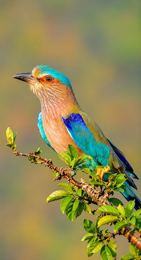 India checks extinction risks of 1,211 bird species in nationwide assessment