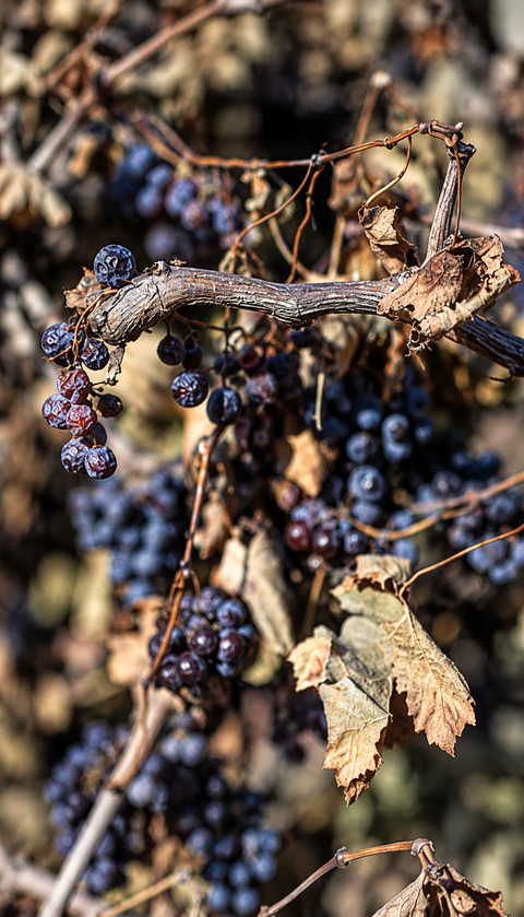 France's wine harvest drops to 35m hectolitres amid historic heatwaves