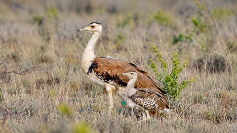 Just four days of freedom! Rare Indian bird killed by desert fox in Rajasthan