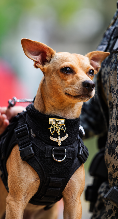 Meet Comando, the 13-month-old Chihuahua joining Mexico’s National Guard