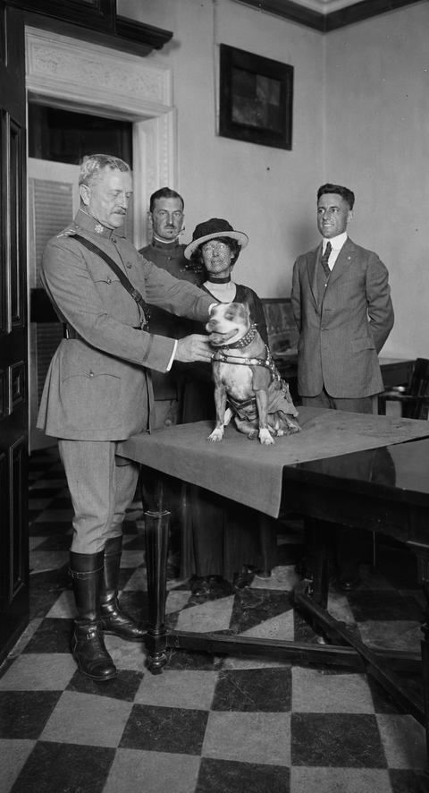 International Dog Day, August 26, recalls the mercy dogs of World War I