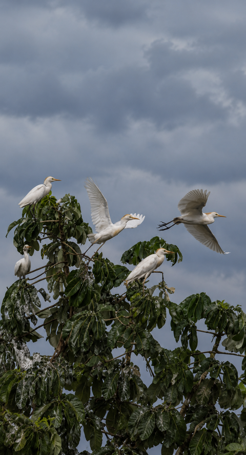 New online hub aims to track migratory birds and strengthen conservation across Asia