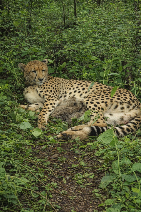 Indian-born cheetah gives birth to four cubs in Kuno as population reaches 52