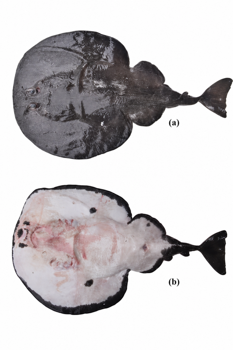 Indian scientists discover new electric ray species in Arabian Sea