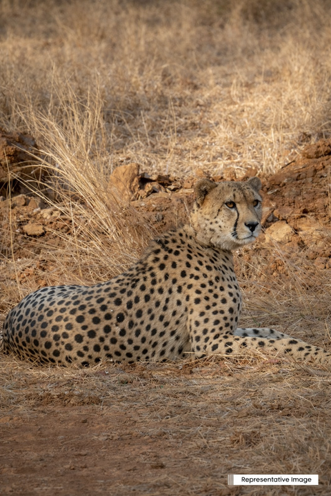Union Government deploys high-level probe following cheetah death at Kuno