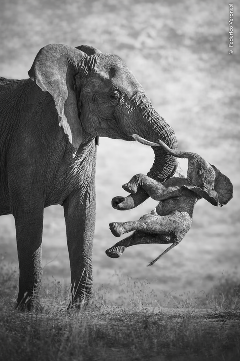 Federico Veronesi's poignant elephant photo wins Wildlife Photographer of the Year 2026