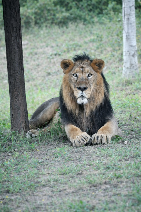 Asiatic lions have returned to Barda Wildlife Sanctuary after 144 years