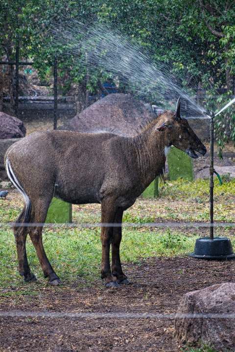 Hyderabad Zoo gets ready for a wild new lineup of exotic animals