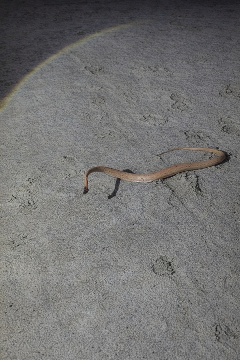 Afro-Asian sand snake rediscovered in Kutch after 150 years since last sighting