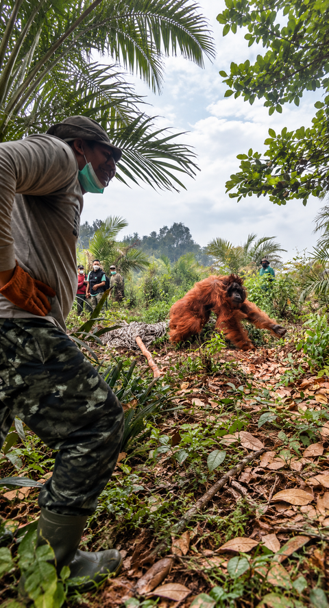 Indonesia wildfires threaten orangutans, 51 rescued from West Kalimantan