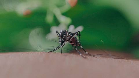 Scientists built a toilet for mosquitoes to reveal hidden viruses