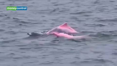 Rare pink dolphins spotted off the coast of Oman, thrilling marine enthusiasts
