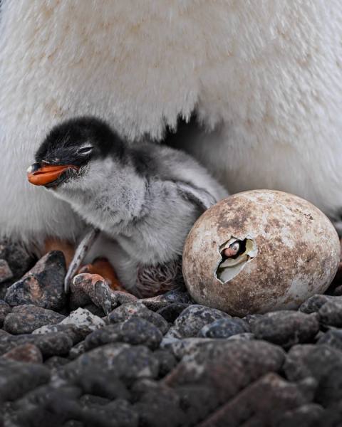 Scientists discover new penguin species, Pygoscelis kerguelensis, after a century